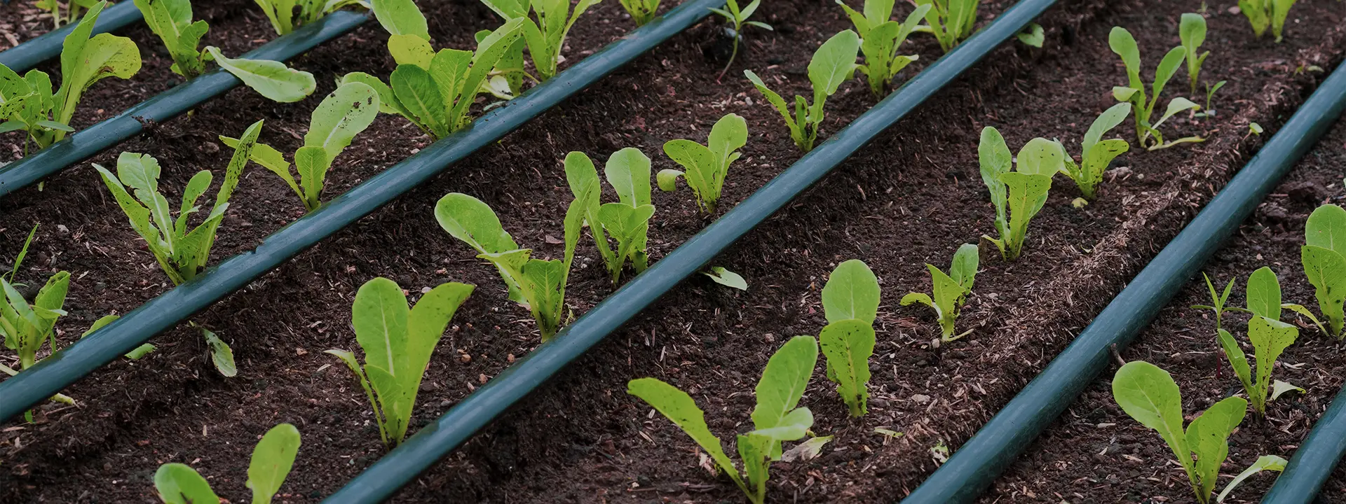 Gestión ecosistémica de los Recursos Hídricos