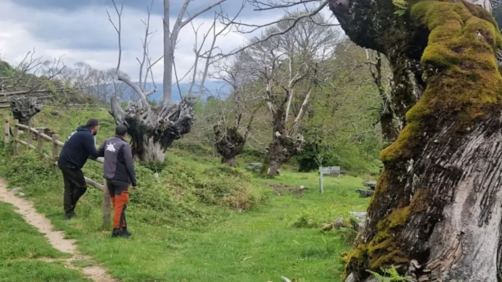 Modelos innovadores de bioeconomía forestal para espacios protegidos atlánticos